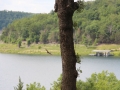 Tree-and-Lake